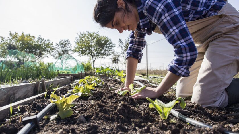 Here’s a glossary of gardening terms