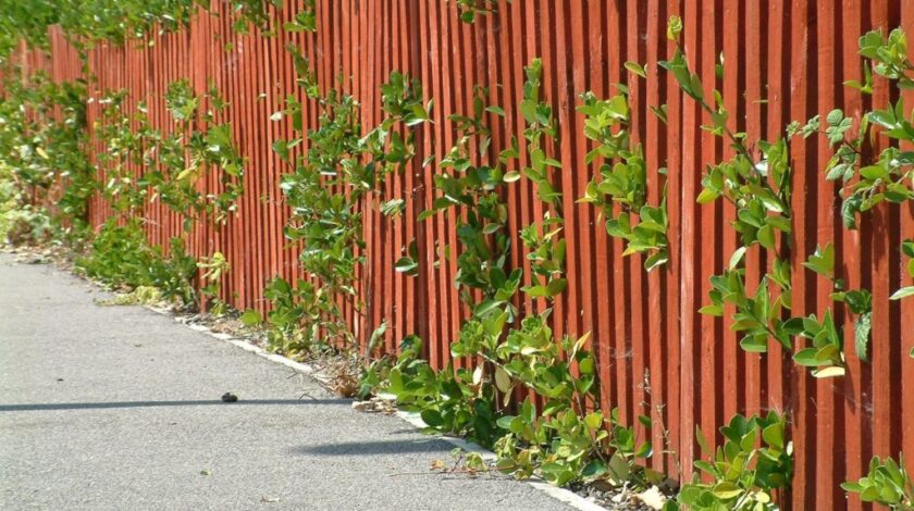 Privacy Screens Don’t Have to Be Unsightly!